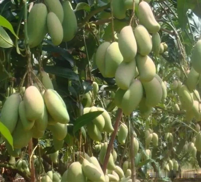 巴基斯坦地处南亚地区，是种植芒果树的理想之地。我们专家组楼下就种着两棵芒果树，已