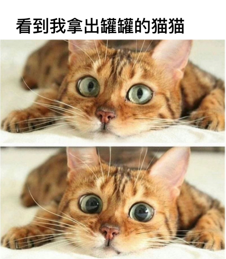 这谁顶得住#今日memes# //#我的幽默搭子# //#定格# ​​​