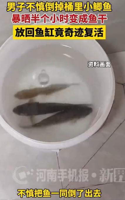 河南男子倒水把鱼一起倒出去了，捡回来已成鱼干，放回水里竟活了过来。

有人倒水的