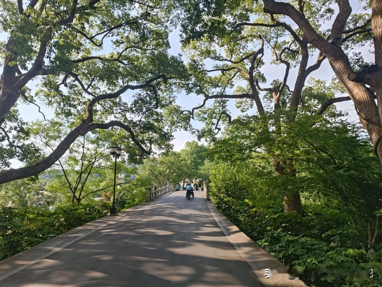 夏日生活打卡季绿树成荫，鸟语花香