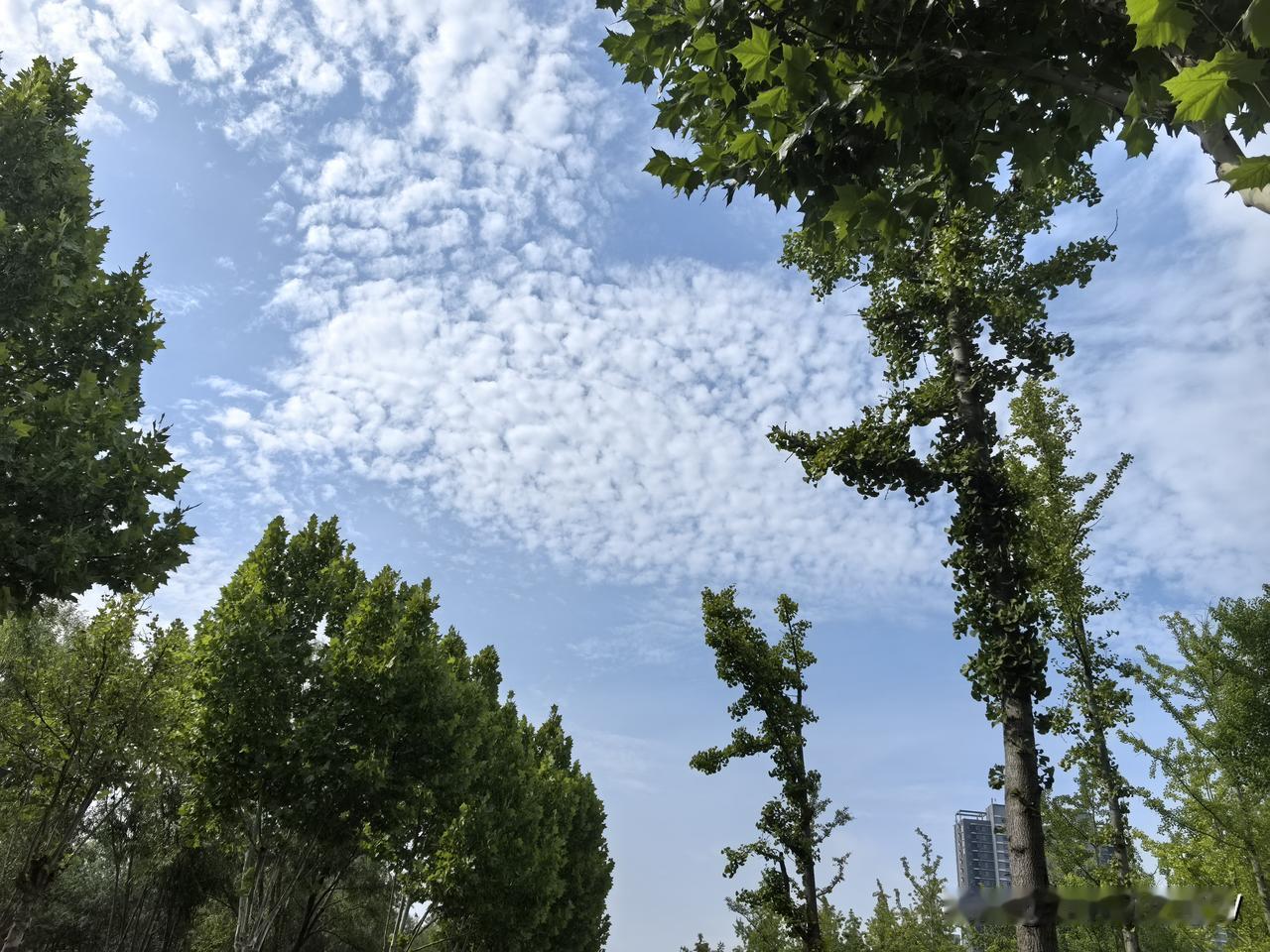 真的进秋天了。
今天早上我几乎是被冻醒的，准确的说是被凉醒的。
迷迷糊糊走到客厅