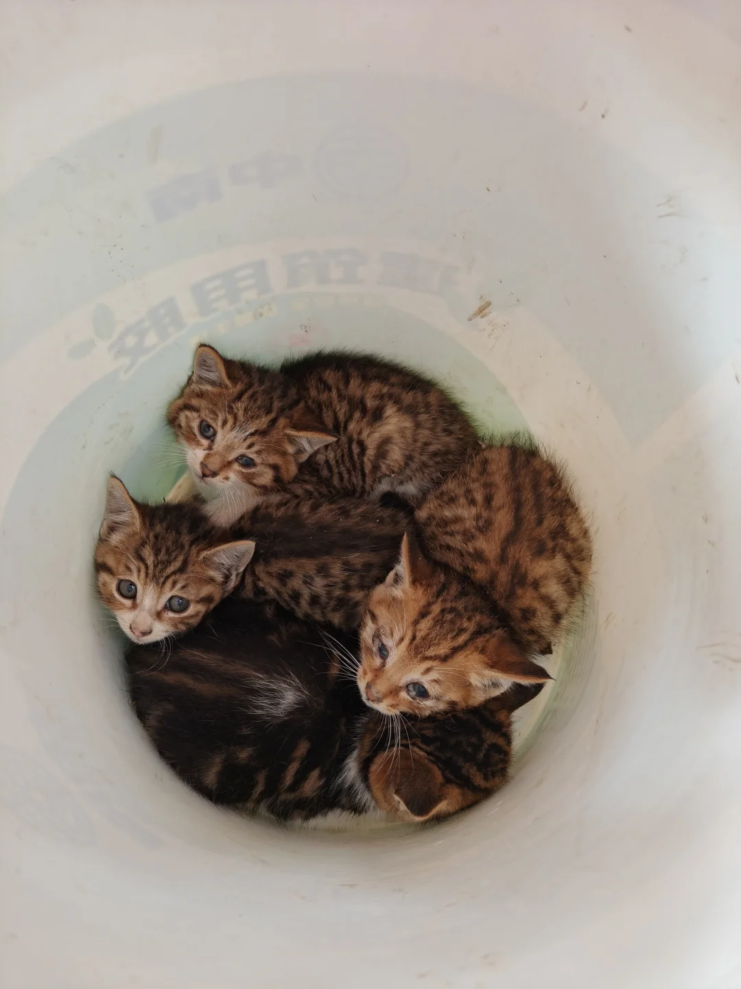 上海理工大学一桶猫急找领养