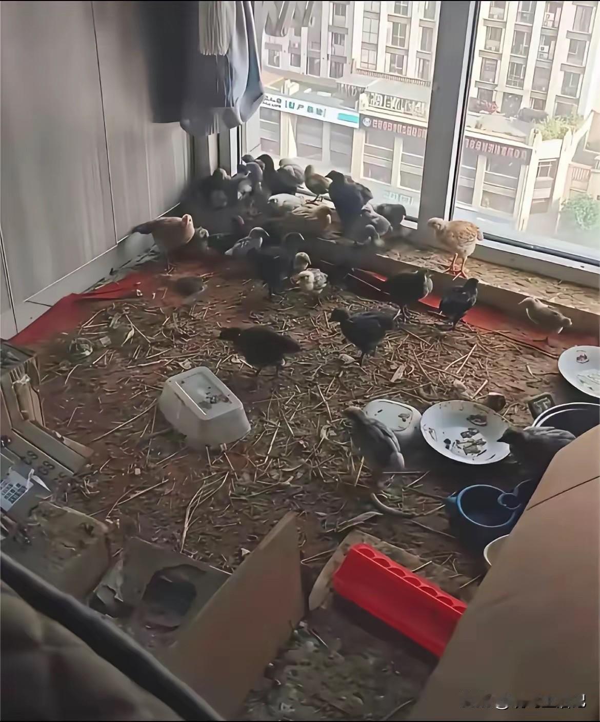 乡下的丈母娘住我家半年，一间小卧室就变成这样了[捂脸]
