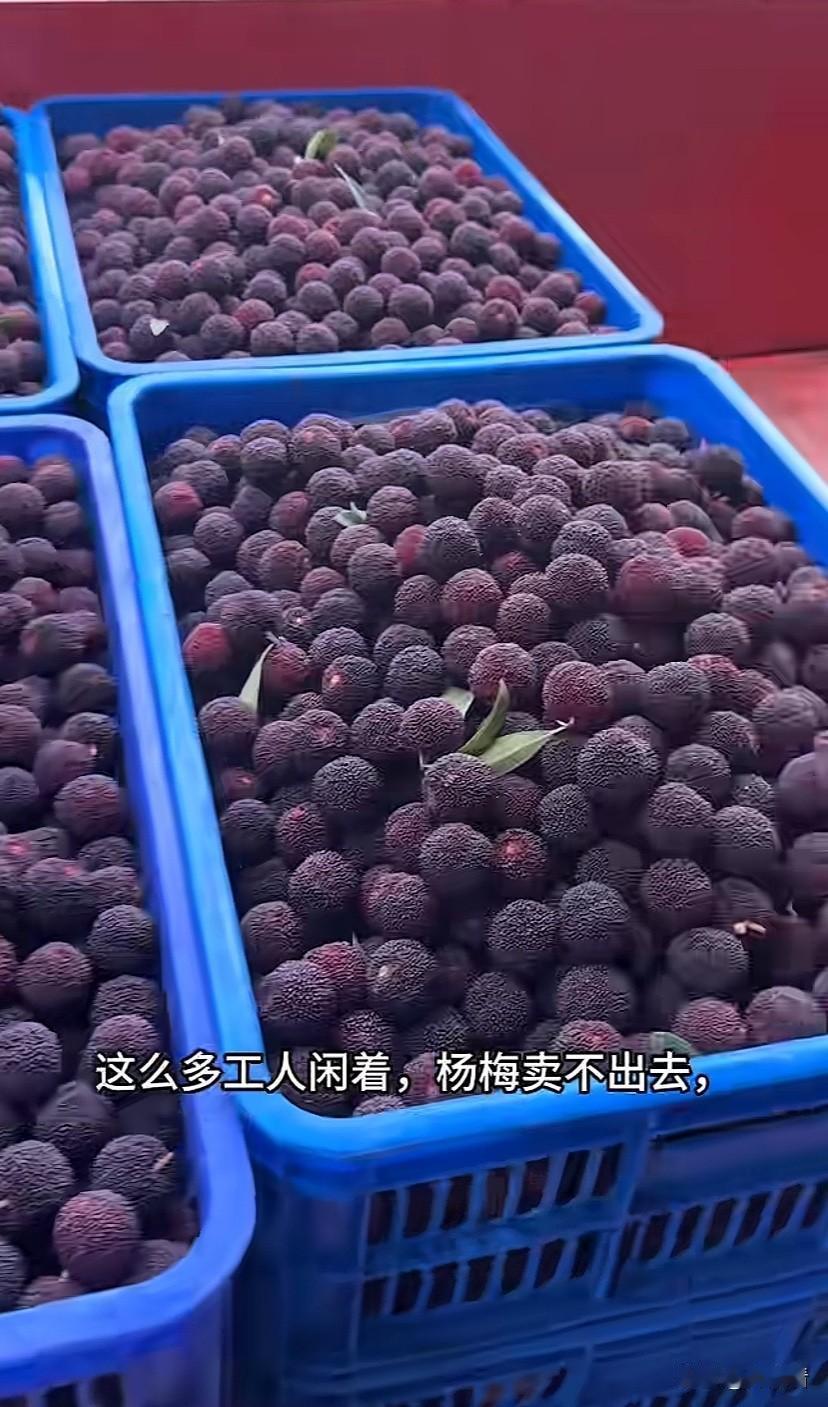 实在是触目惊心啊！福建杨梅泡药水事件，让人寒心。工人坦言“泡药杨梅”自己都不敢吃