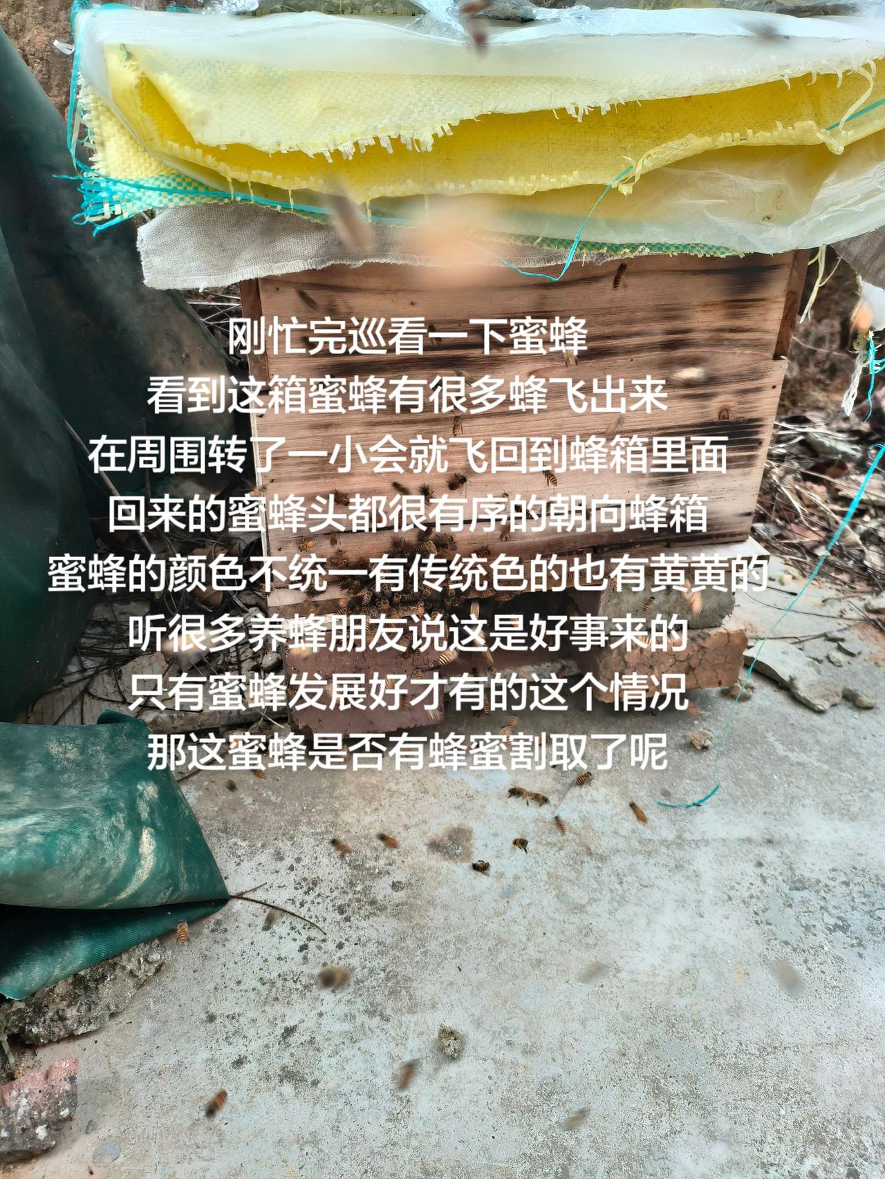 刚忙完巡看一下蜜蜂
看到这箱蜜蜂有很多蜂飞出来
在周围转了一小会就飞回到蜂箱里面