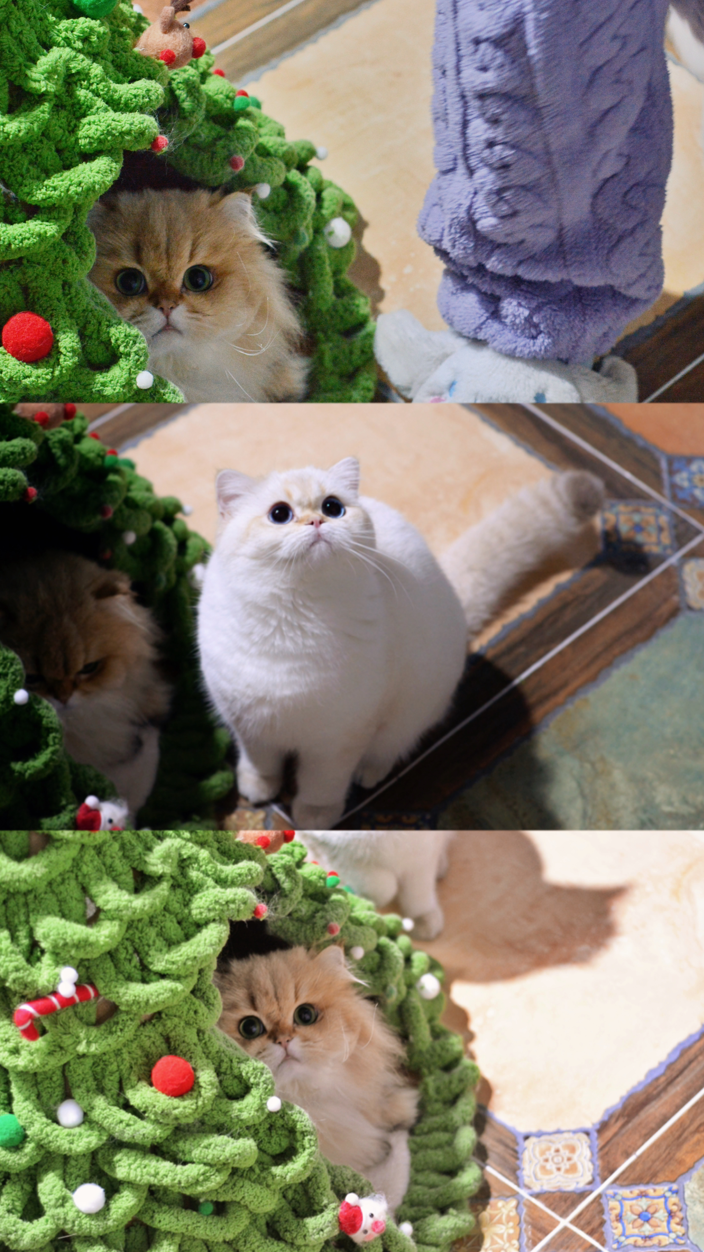 两个会摆拍的小爷们#金渐层##金点##英国短毛猫##英国长毛猫# ​​​