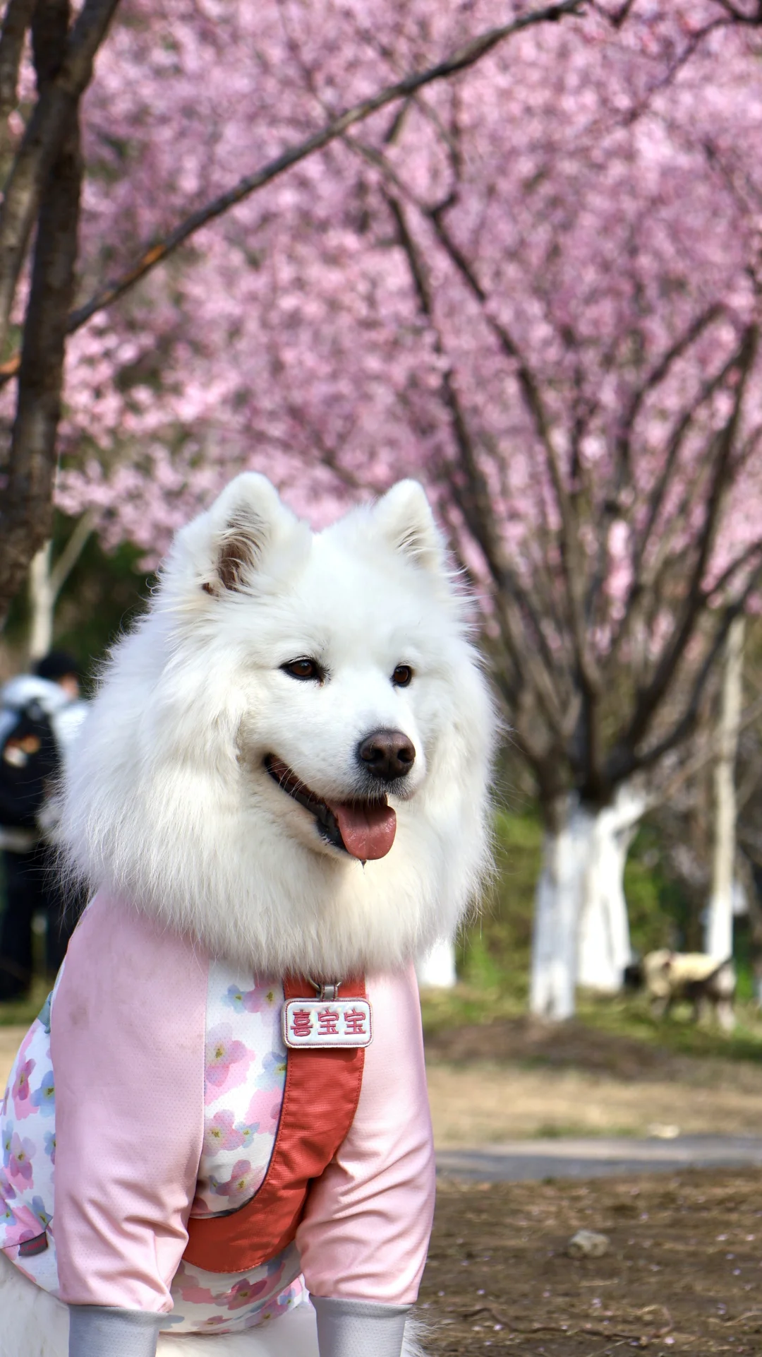 小狗的春天-湘湖美人梅