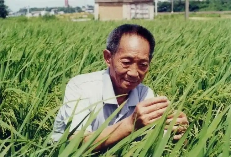抖音通报网红诋毁袁隆平这帮人疯了啊，袁老还是给他们喂的太饱！ 