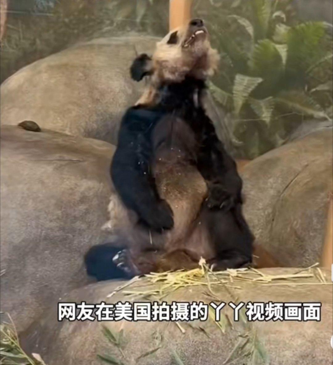 #丫丫已经判若两熊了#遗传病……老了……不爱洗澡……老年熊猫就这样……美国人家也
