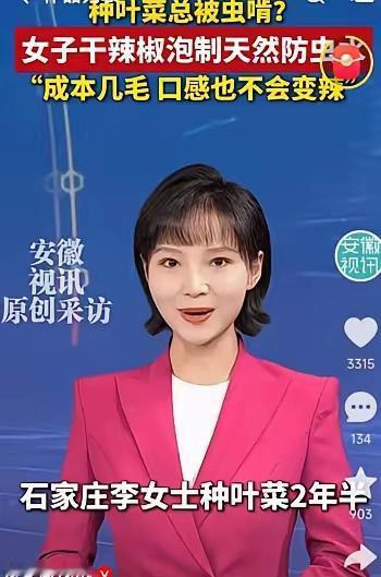 人怎么这么聪明！河北石家庄，一女子在家种青菜，结果大多被虫子吃的一干二净，女子疑