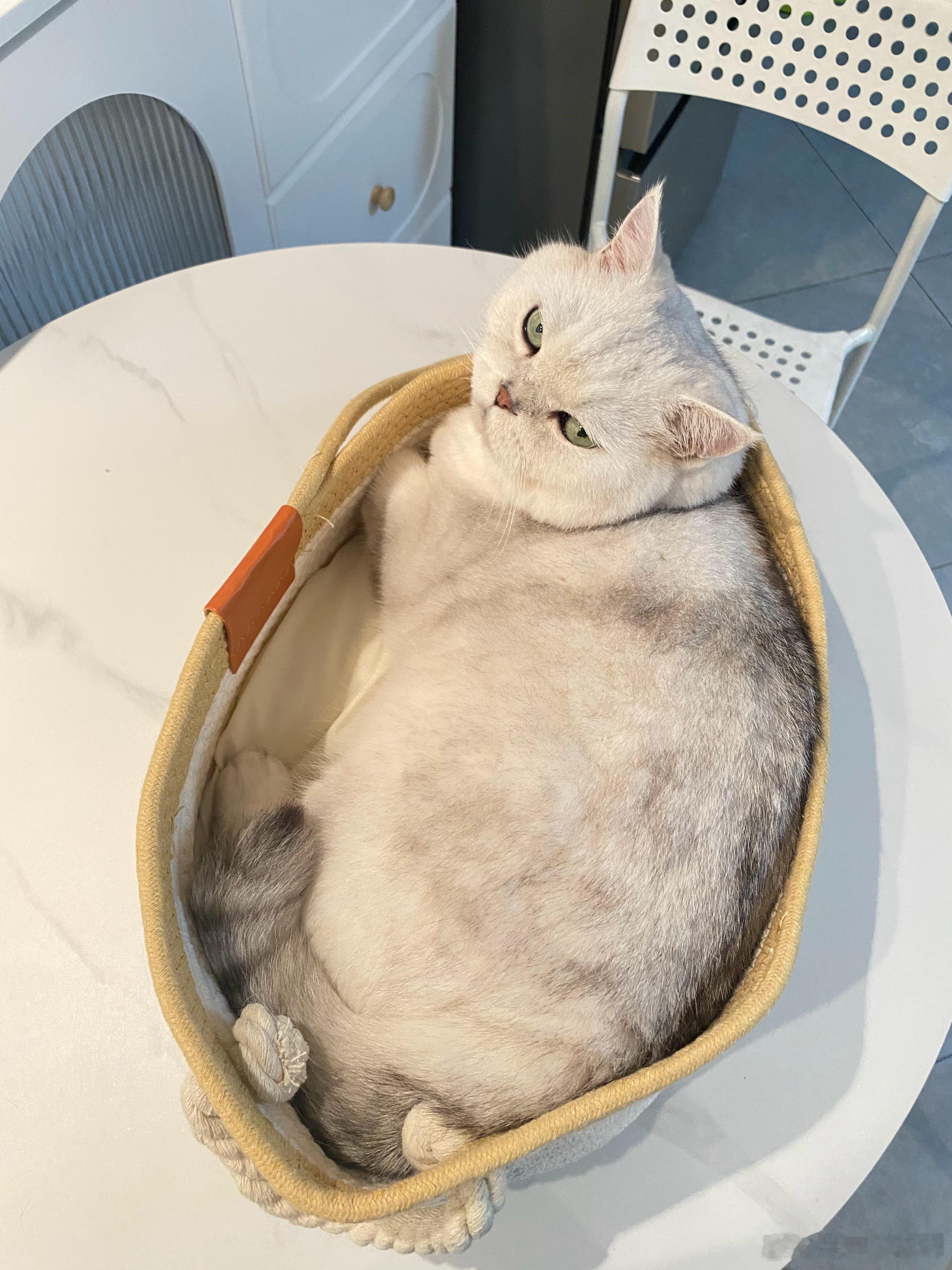“一开始买小了😂，又换了个大的”猫咪一个亿[超话] ​​​