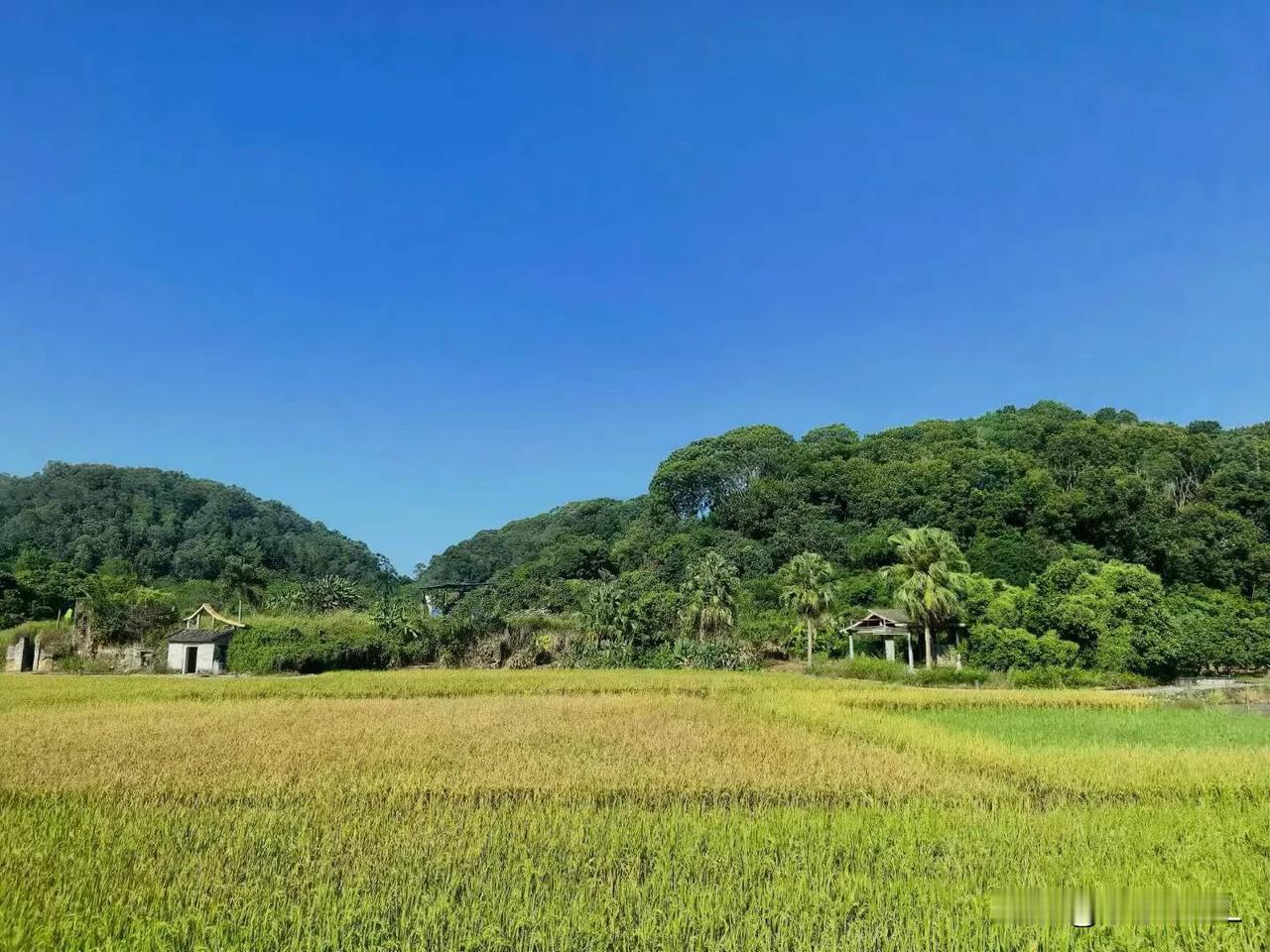 从化双凤山的柿子熟了
深秋了，你那里的树叶黄了吗
深秋了，从化的柿子静悄悄地熟了
