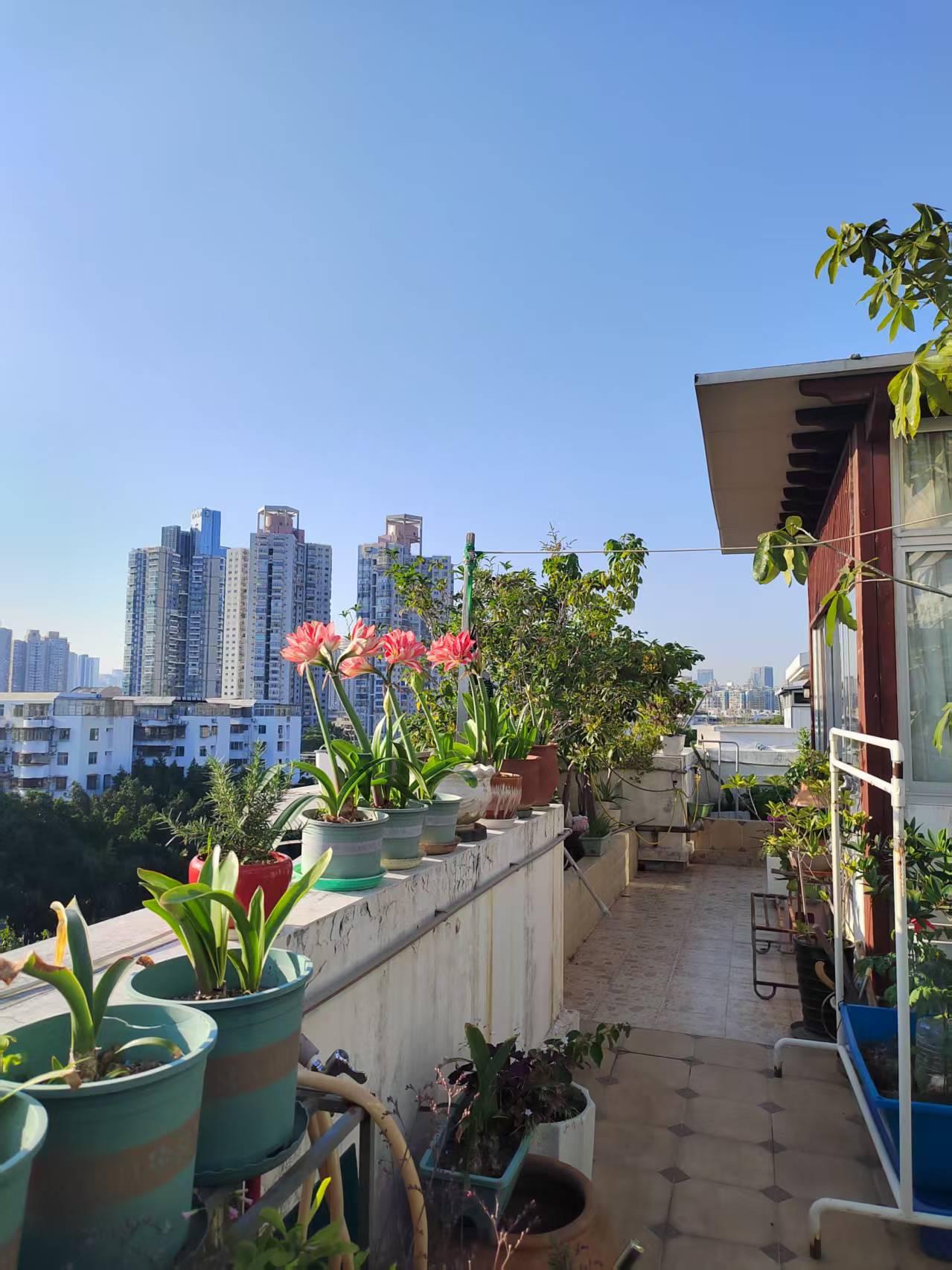 晒晒阳台的一抹春色阳台上的朱顶红开花了，粉色的花儿太美了，另外的盆栽也在生长中！