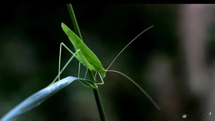 #秋日生活打卡季#
十里河滩秋虫吟
一树枫叶着红妆