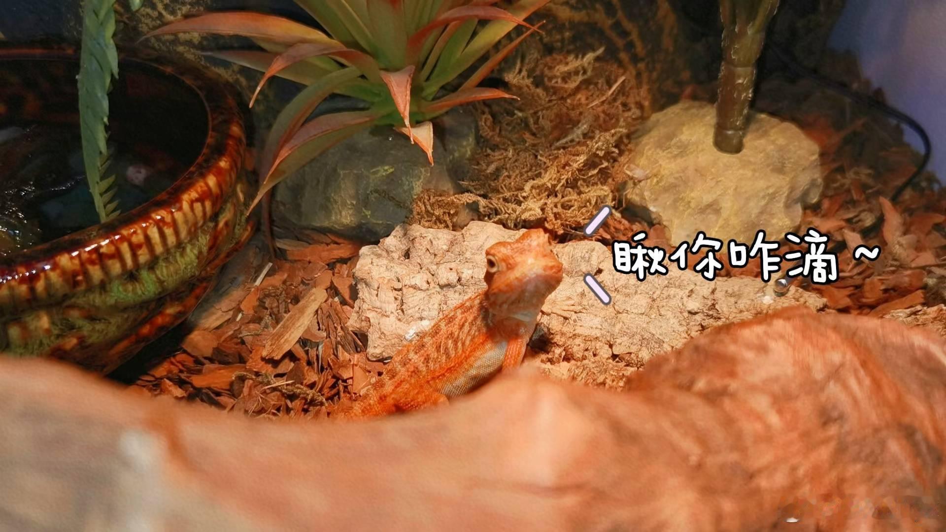 蜜雪冰城含菌量超标被通报一码归一码，查出有问题我觉得就要正面面对和整改！毕竟便宜