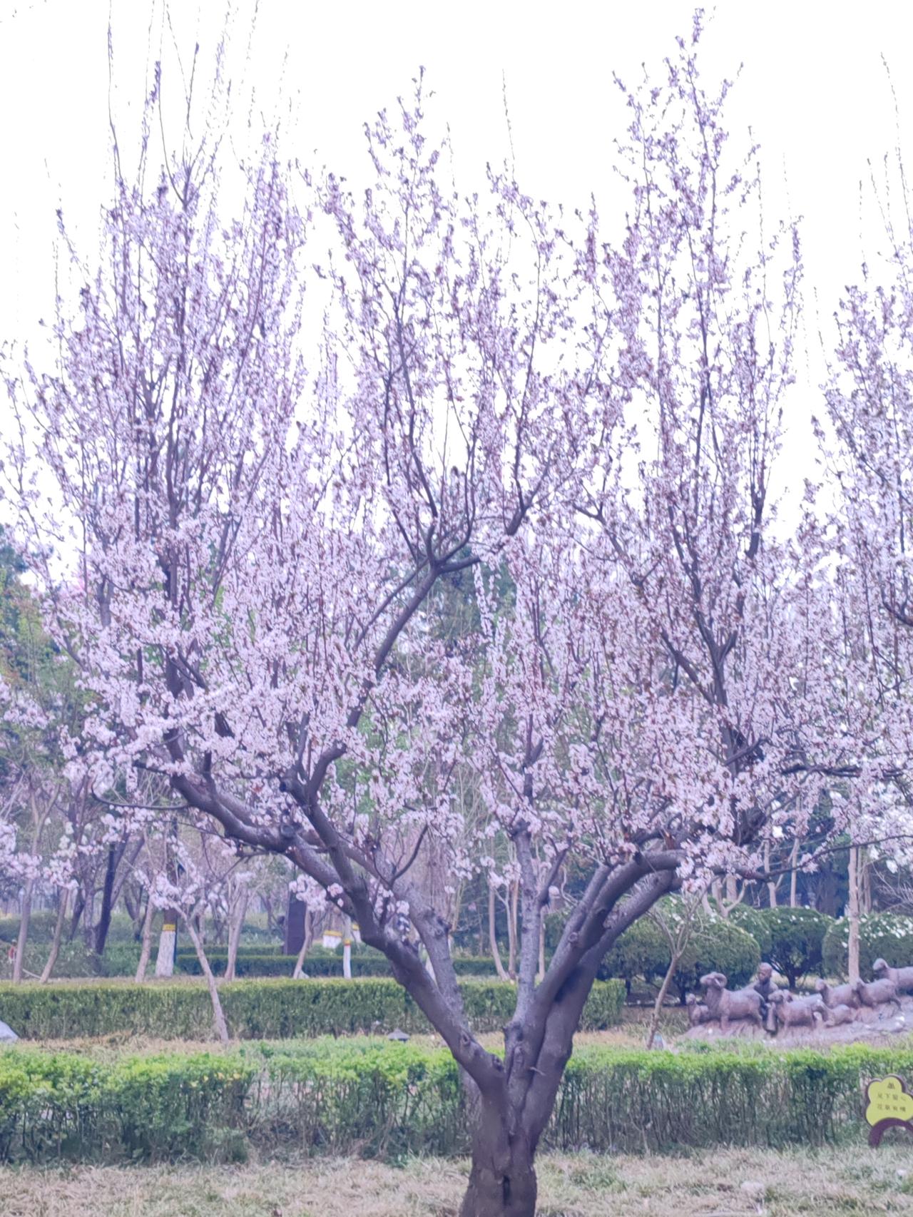 千里送鹅毛，礼轻情意重。有人在你生病时前来探望，这是礼数，也是情分。给什么东西，