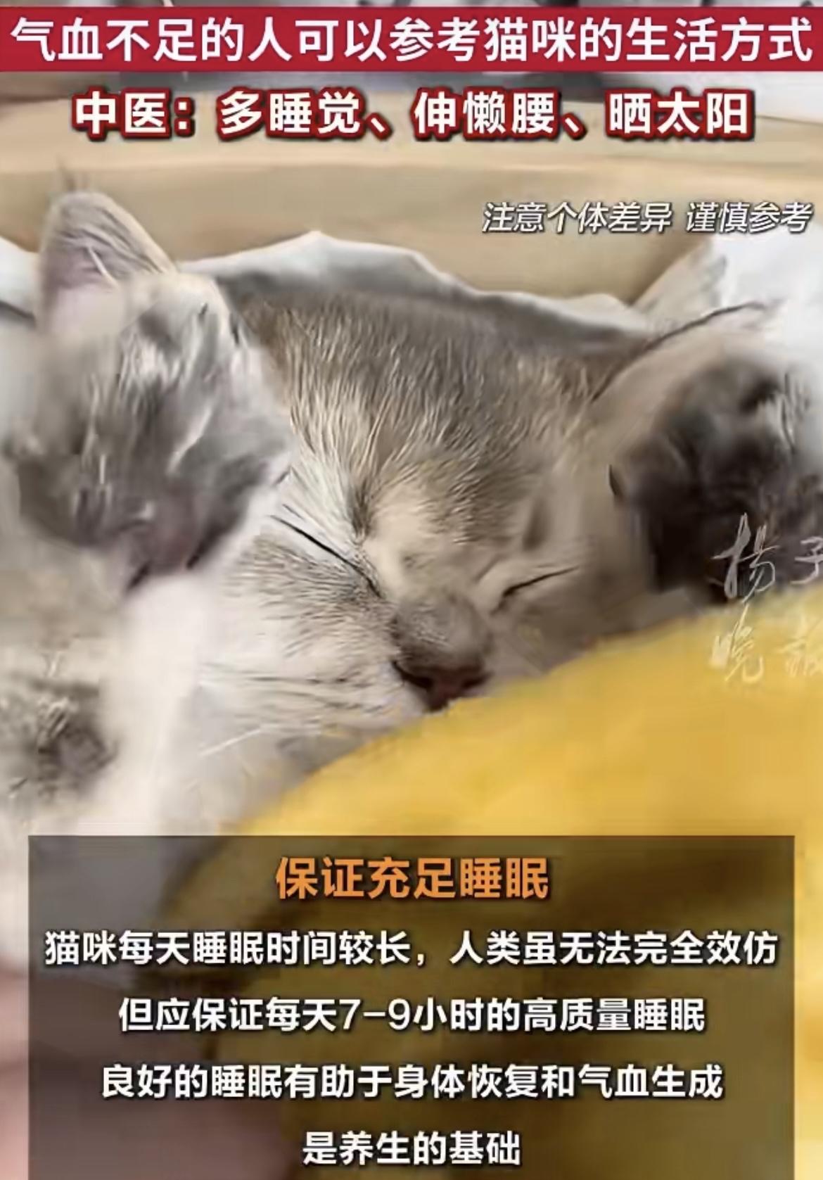 最近有个话题火了，叫“气血不足的人建议向小猫学习”。医生竟然说，咱们人要是气血不