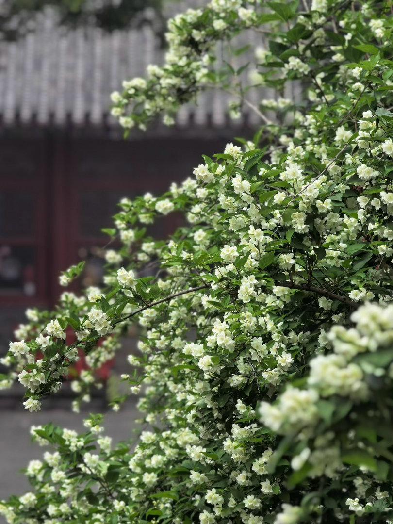 芳姿不染尘间色，细蕊含香映佛纱。初夏，戒台寺太平花…摄影北京·戒台寺