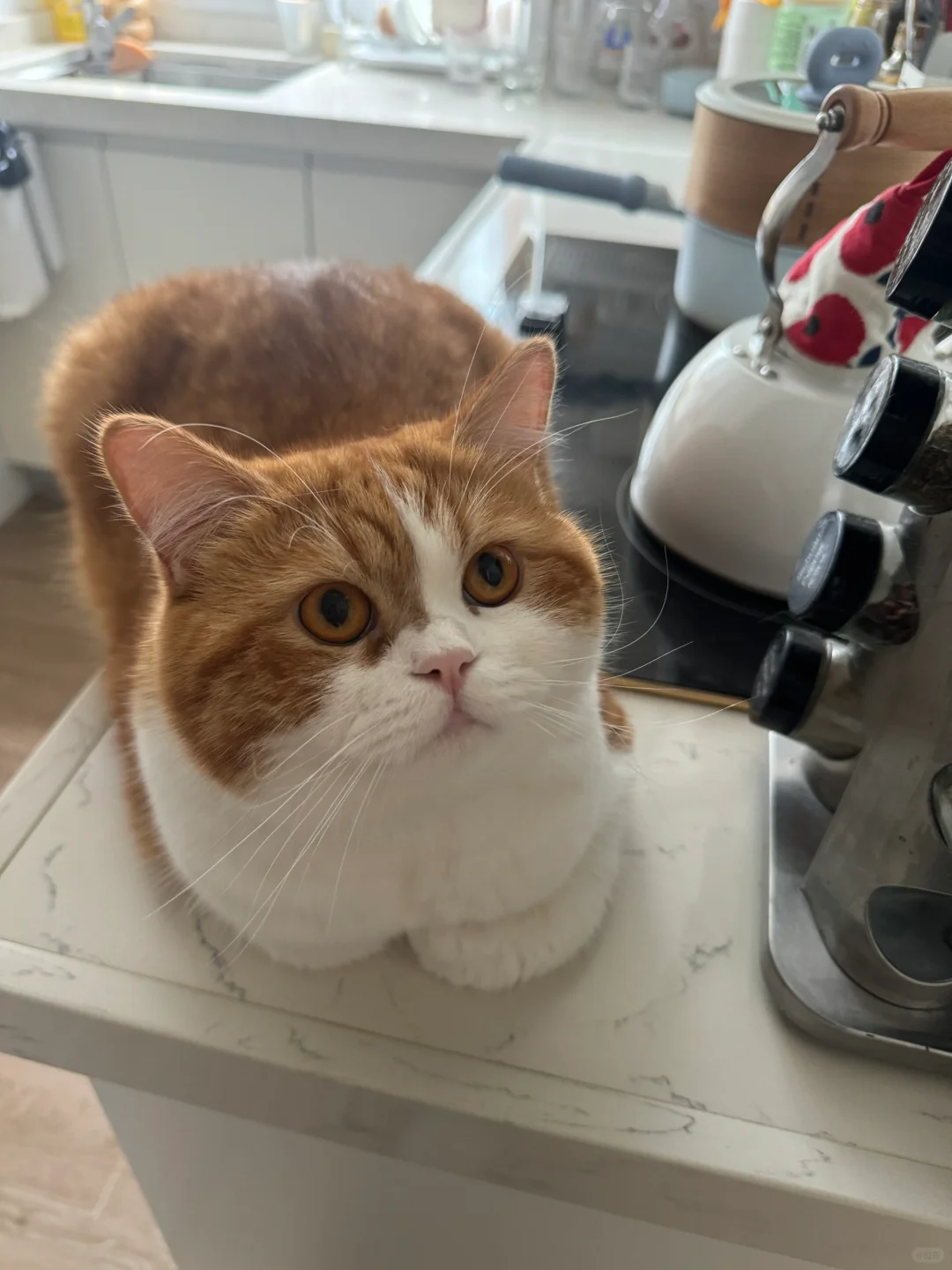 我的吐司面包好乖