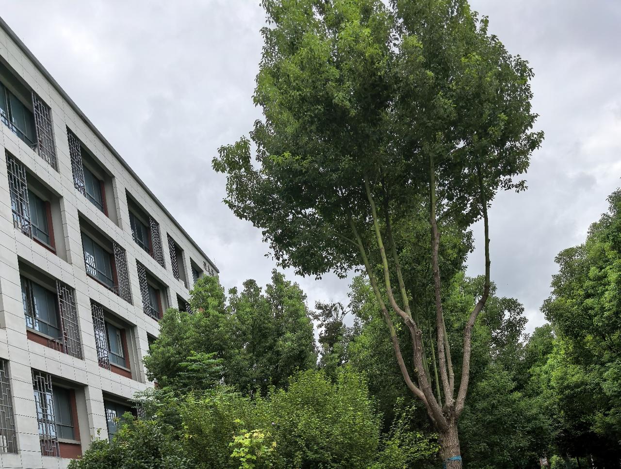 说起来我用手机这么多年，全是国产品牌，从最早的荣耀8X用到现在的华为Mate系列