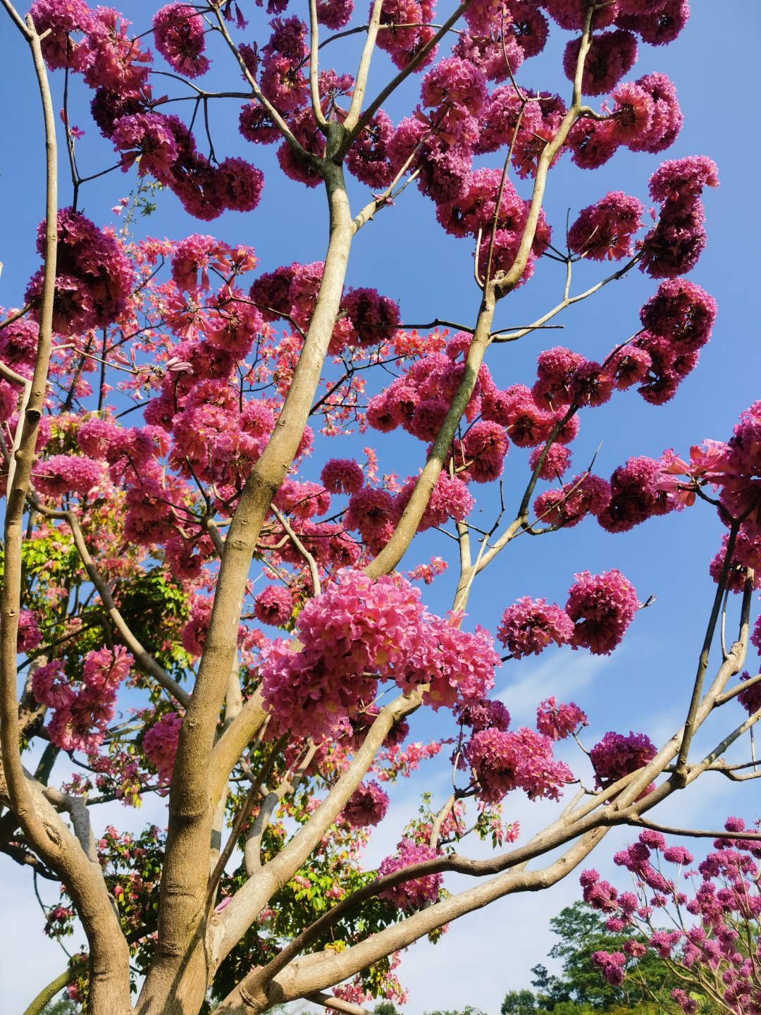 深圳的这种花很特别，没有一片绿叶，全是花。争艳的季节，也是很拼。 