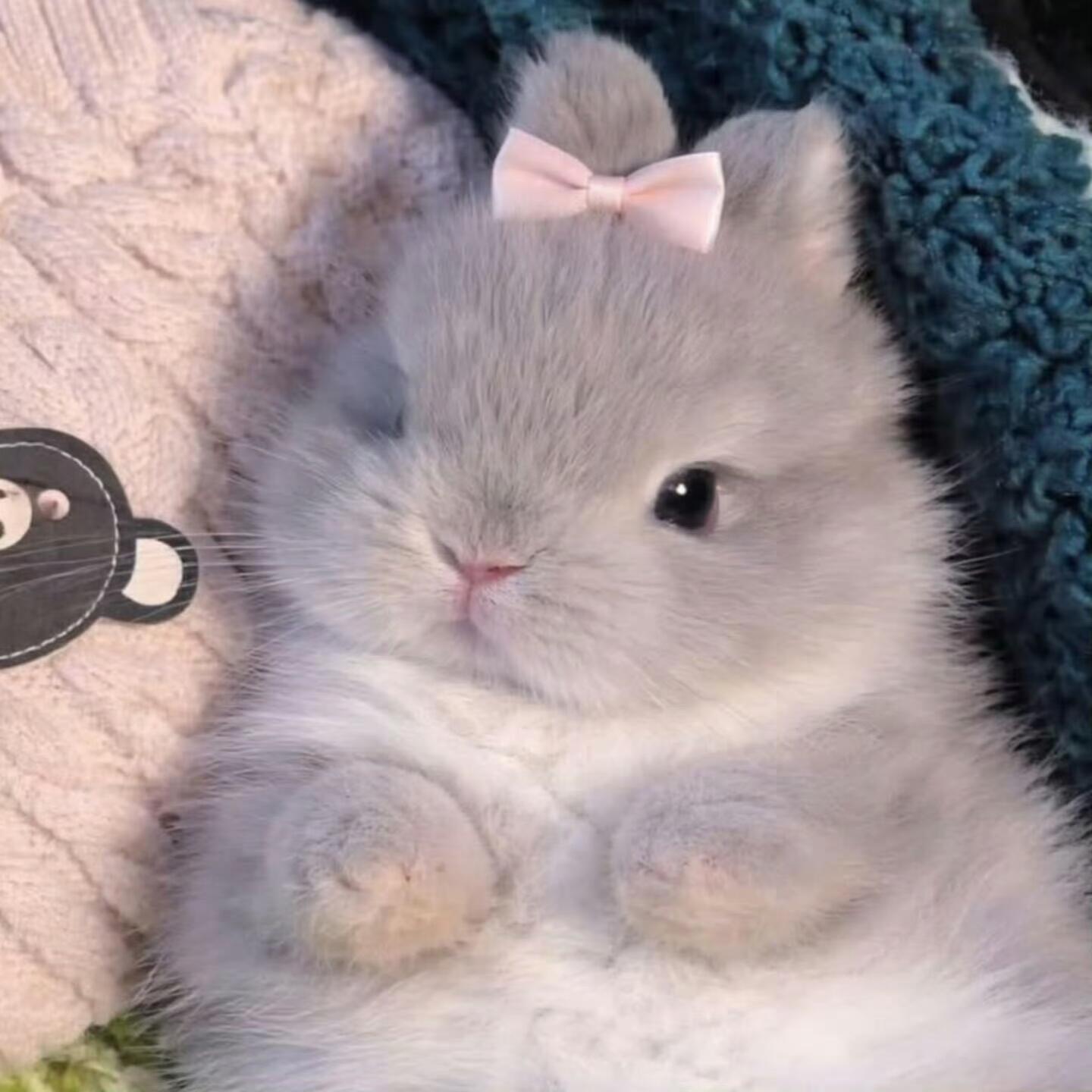 𝐀𝐯𝐚𝐭𝐚𝐫｜审兔积累 恋兔晚期 ♡˙˚ʚ ᕱ⑅ᕱ ɞ˚˙♡ 