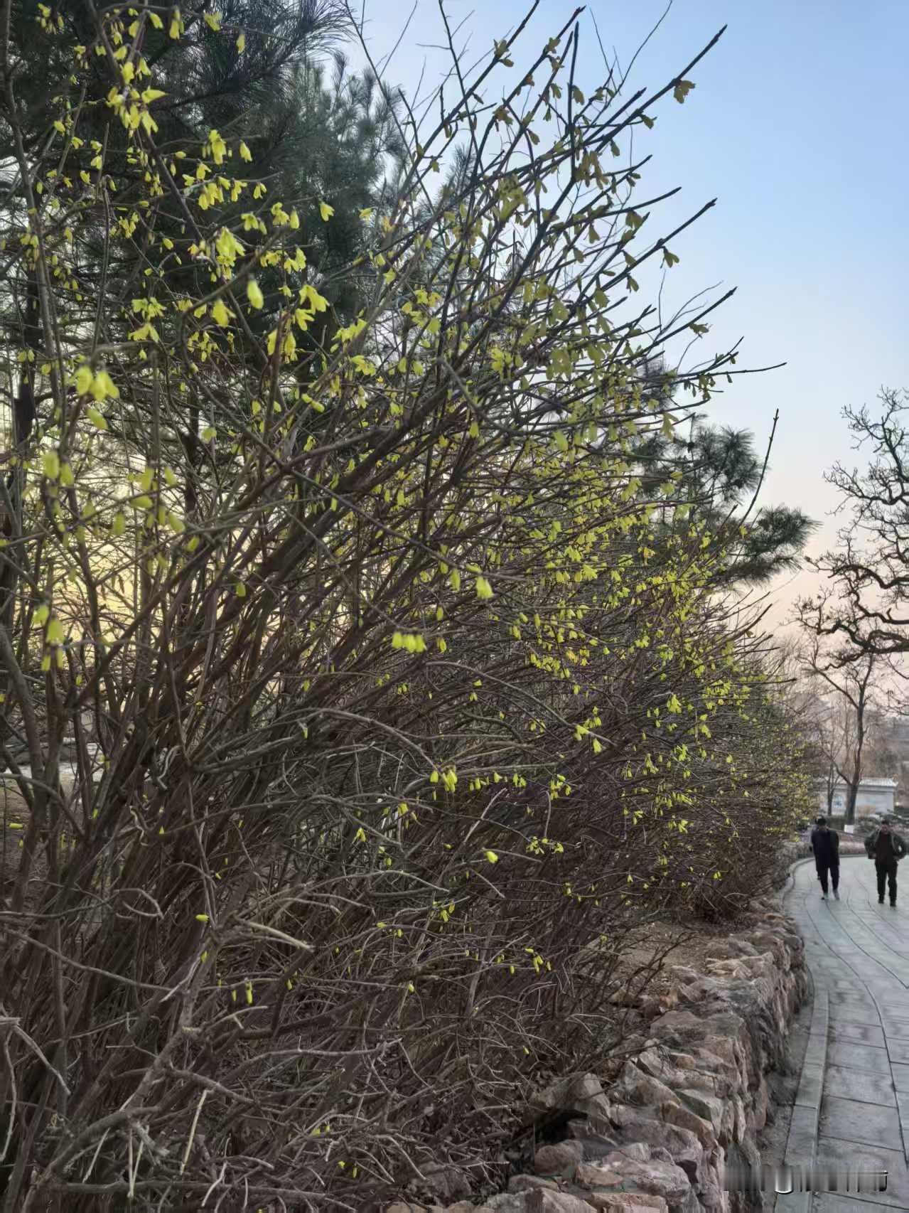 第12天   婆婆的愿望
 清晨醒来，收到朋友登山拍的迎春花照片，明艳的花朵迎着