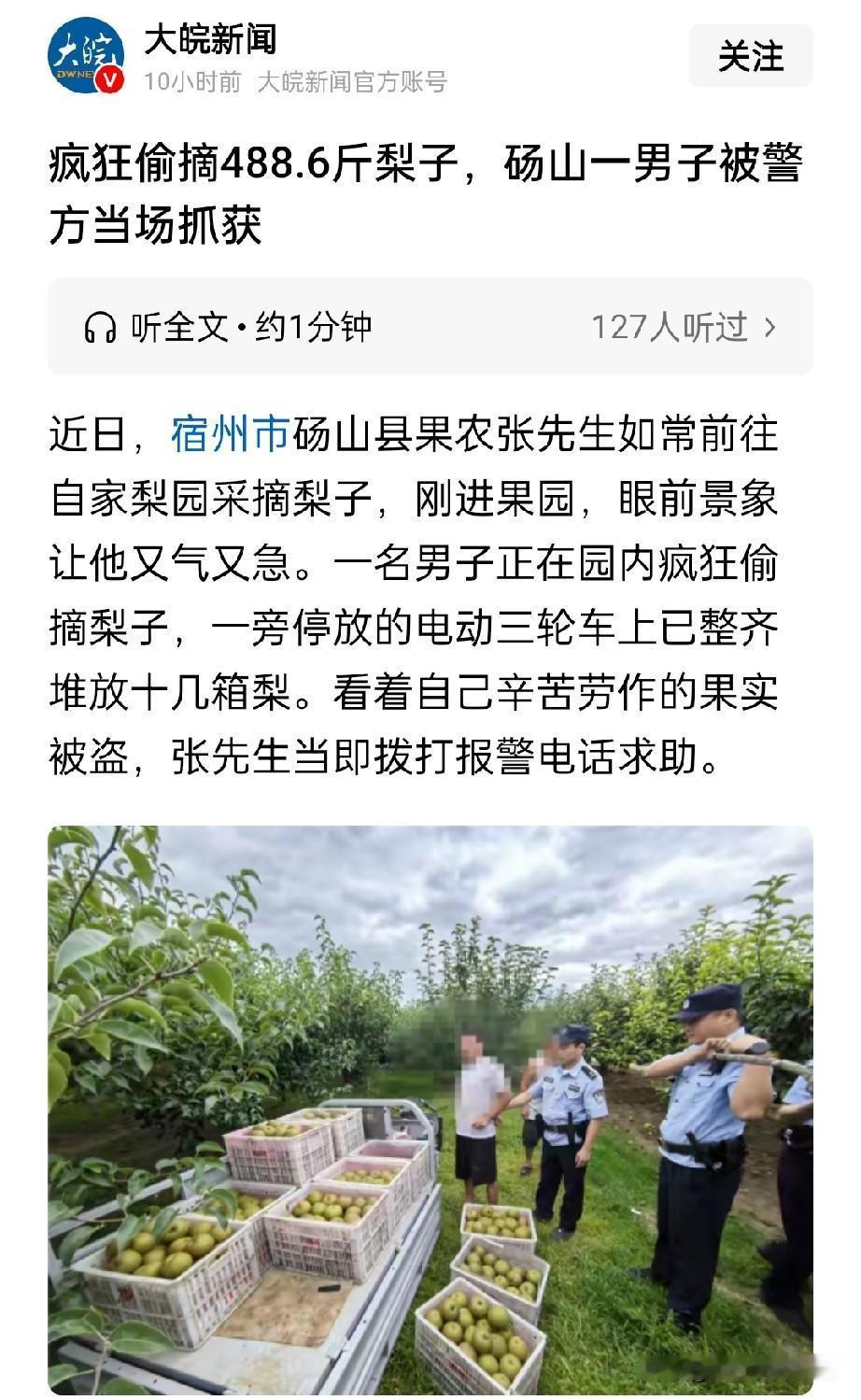 太过分！男子偷近500斤梨牟利，果农怒喊断我活路
 
近日安徽宿州砀山县，发生了