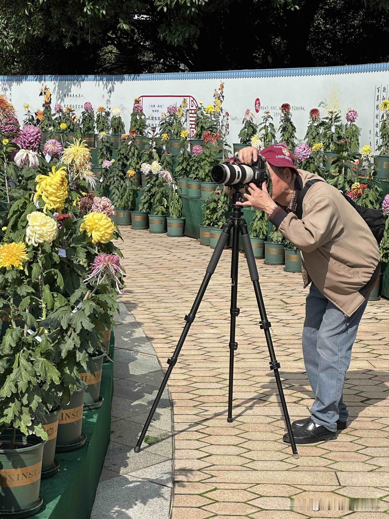 重庆摄影发烧友，精准点杀重庆南山植物园的精品菊花，狂按快门，太过瘾啦！11月4日