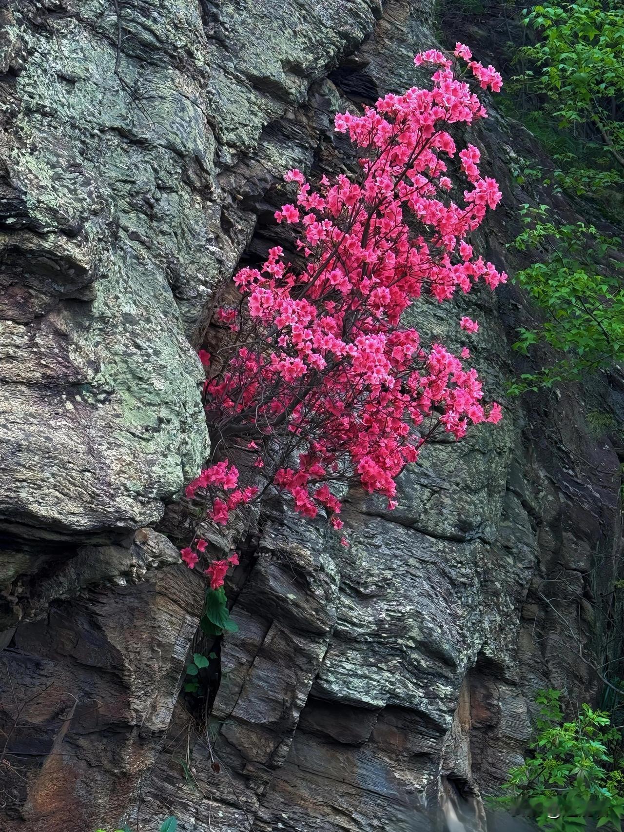 记录我的2026破石而生的烂漫绝壁生花，是春天最倔强的浪漫。坚硬的岩石挡不住破土