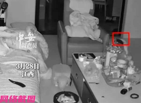 江西有男孩平常沉迷于平板，但爸妈管教严，于是想到趁着爸妈睡熟后凌晨起来玩两个小时