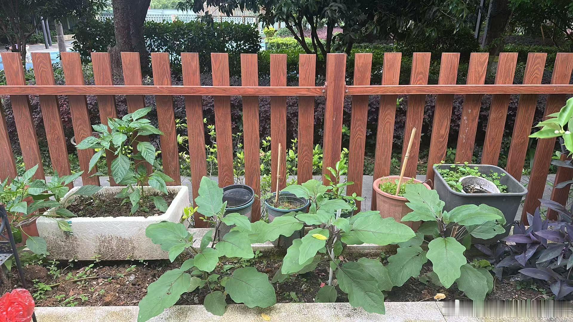 老爸种的，有机蔬菜 