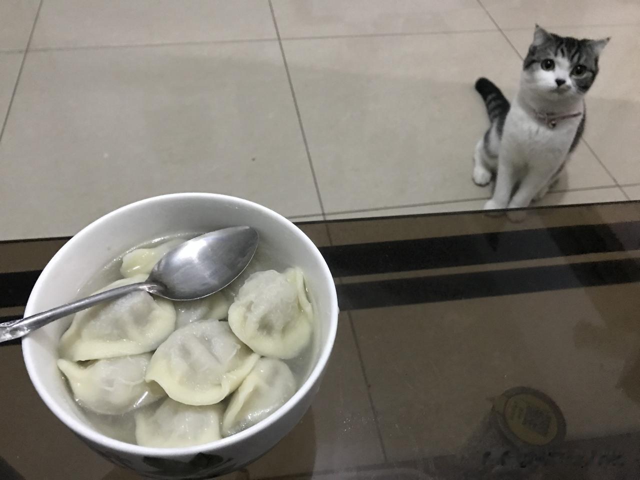 分享一张猫咪照片不知道它是不是想吃饺子？