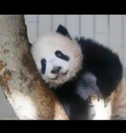 要大熊猫，日本求中国了。7月27日，日本共同社、读卖新闻相继披露消息，受当前持续