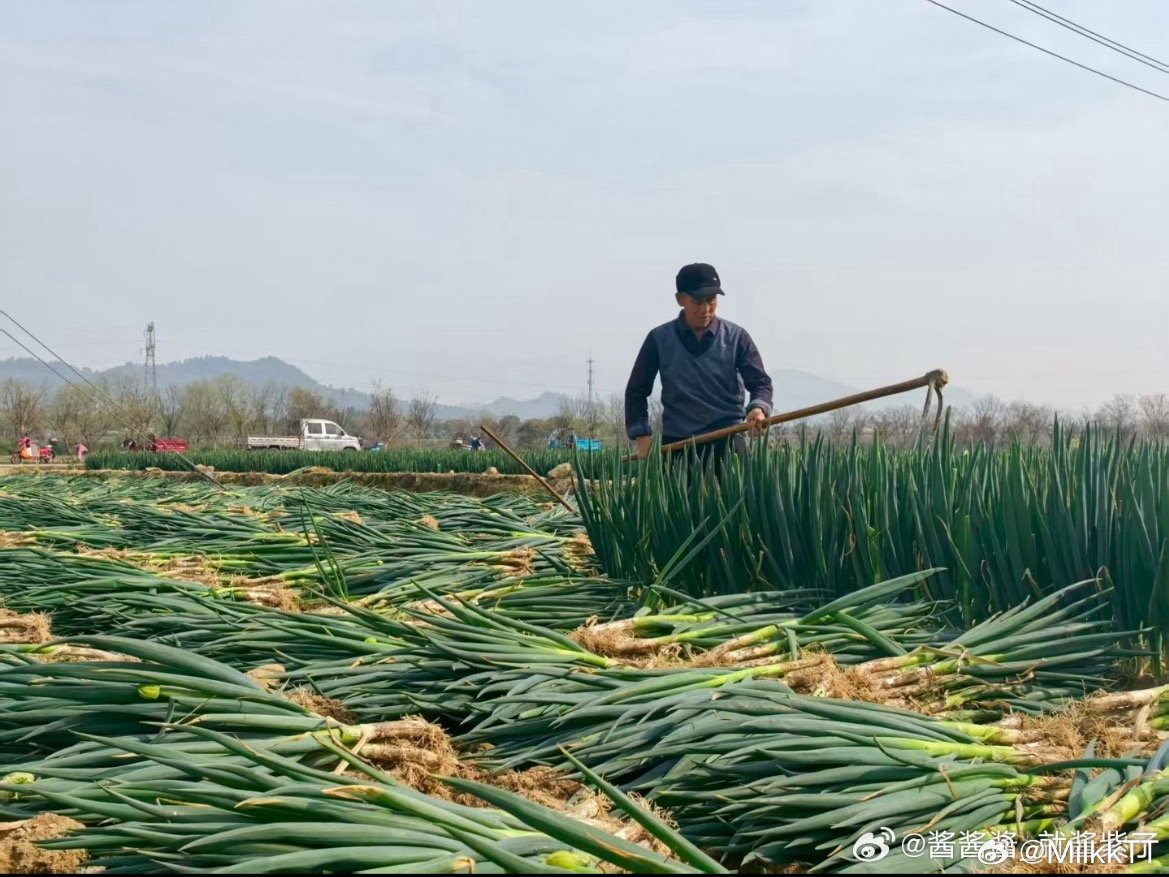 杭城企业落地衢州种大葱长出共富葱常山大桥头乡浮河村大葱迎来丰收，30多位村民忙着