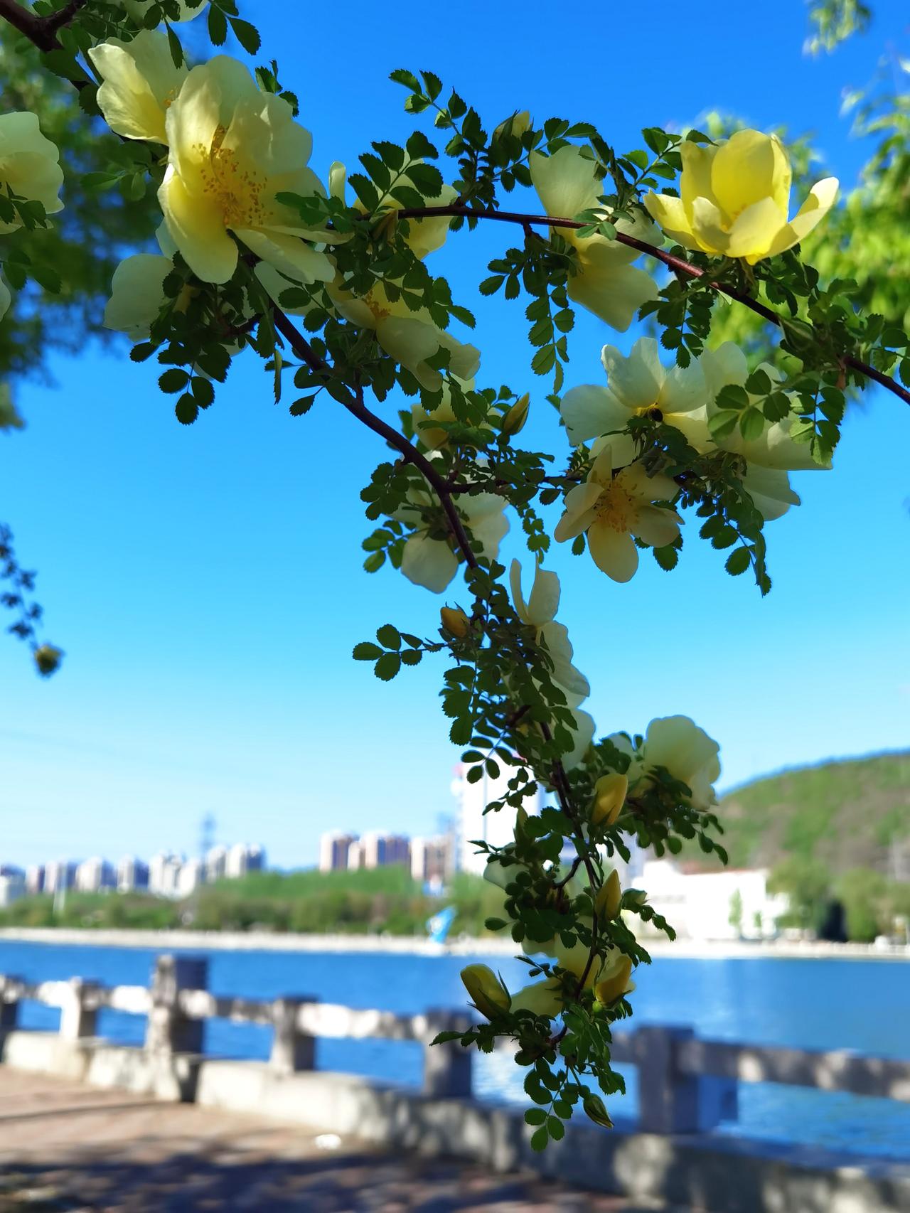 武烈河畔的春花开了一个月 ，渐渐接近尾声了。

承德武烈河畔是欣赏春花的好地方。