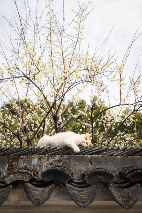 春色满园关不住，一只猫咪出墙来