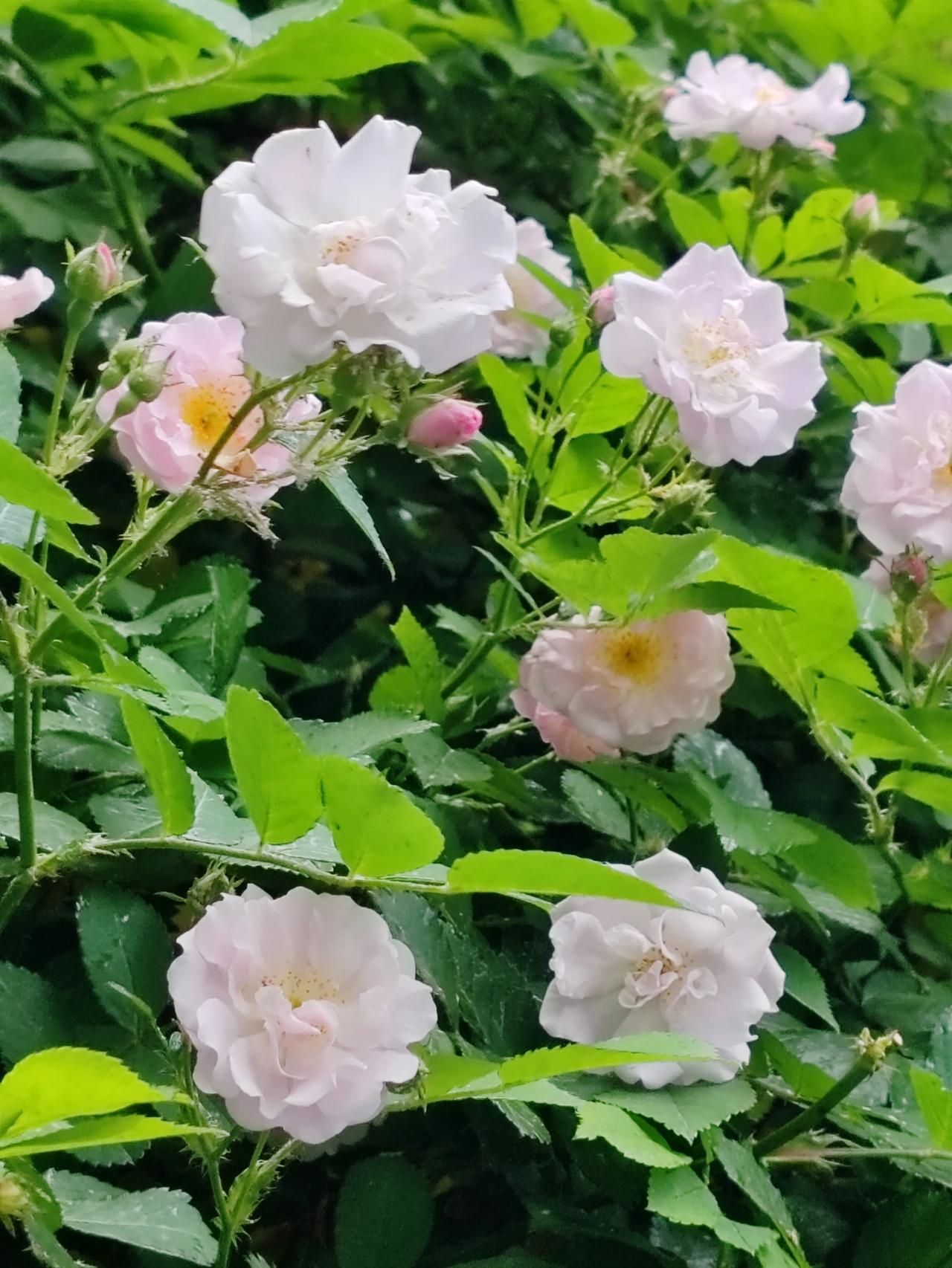 分享一张你拍的花，什么花都行随手拍。