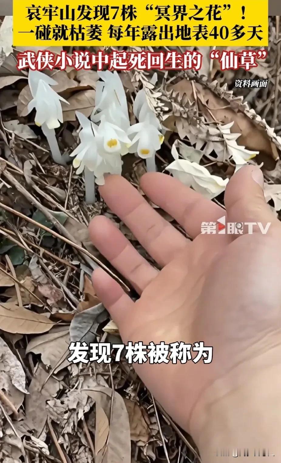 原来这就是传说中的“冥界之花”，看起来有点阴森的感觉，没有多漂亮，水晶白给人一种