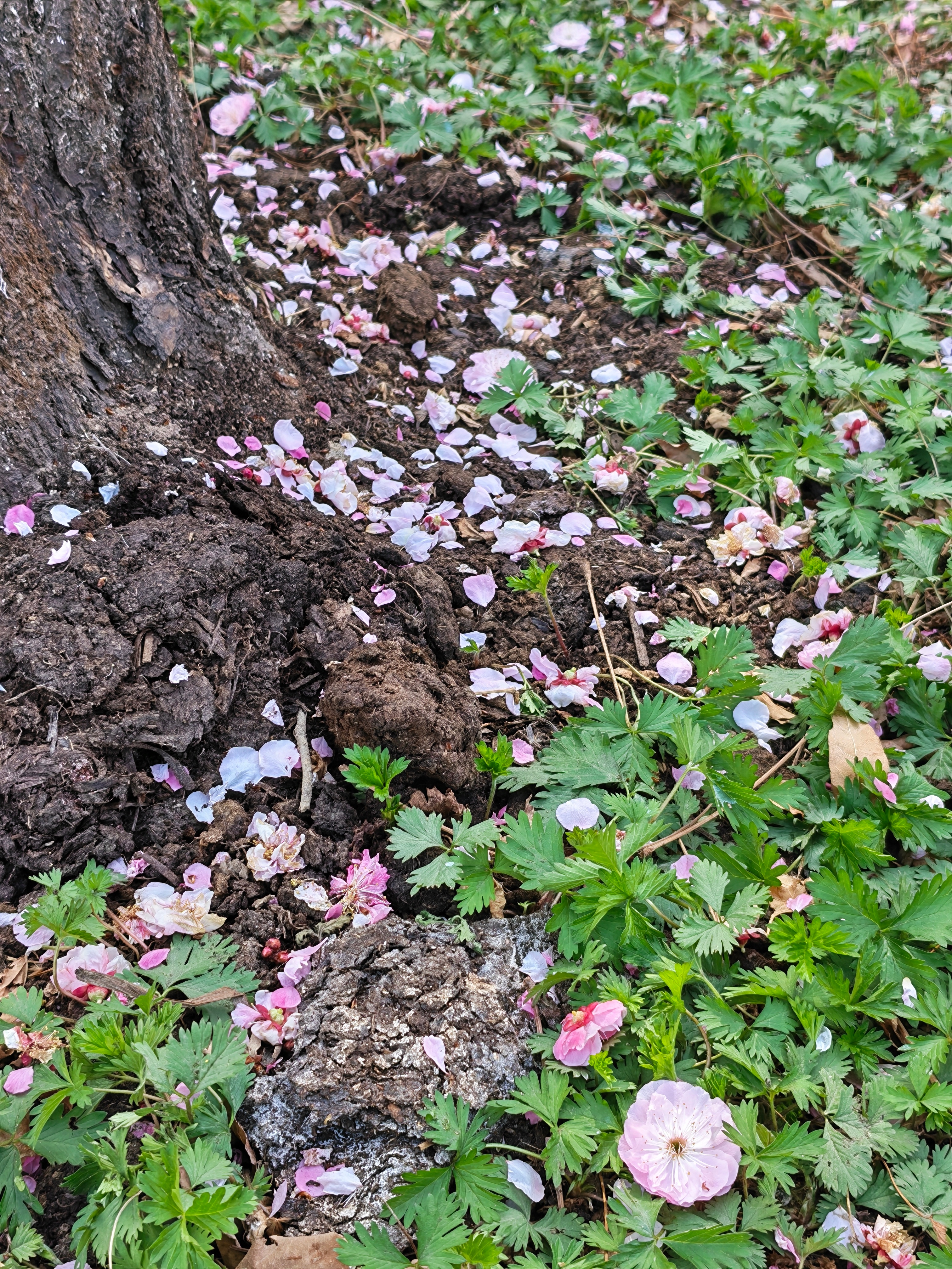 只想被阳光晒透 