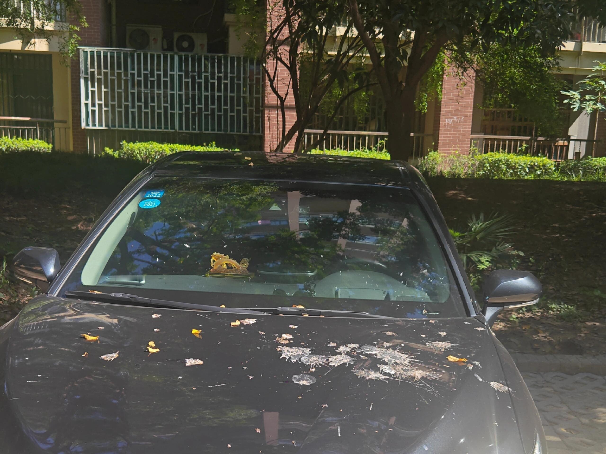 车停树下减少鸟儿拉屎办法 