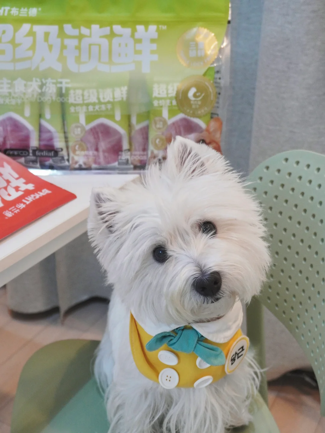 小狗的国产主食冻干分享