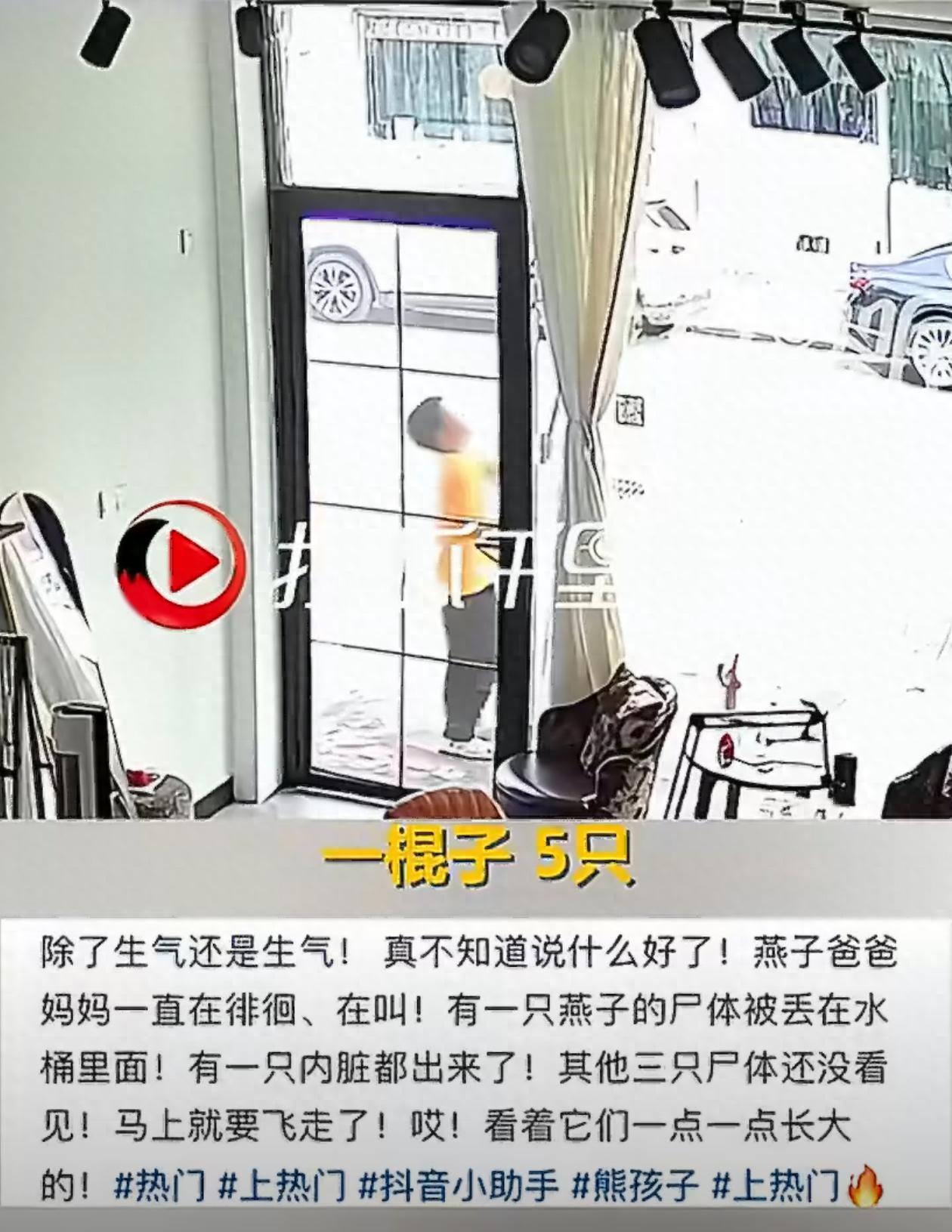 江苏扬州，一位开店的女子，守着屋檐下的一窝燕子度过了两个多月，亲眼看着燕子夫妻衔