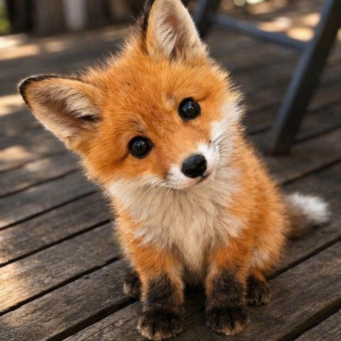 一狐一样🦊 