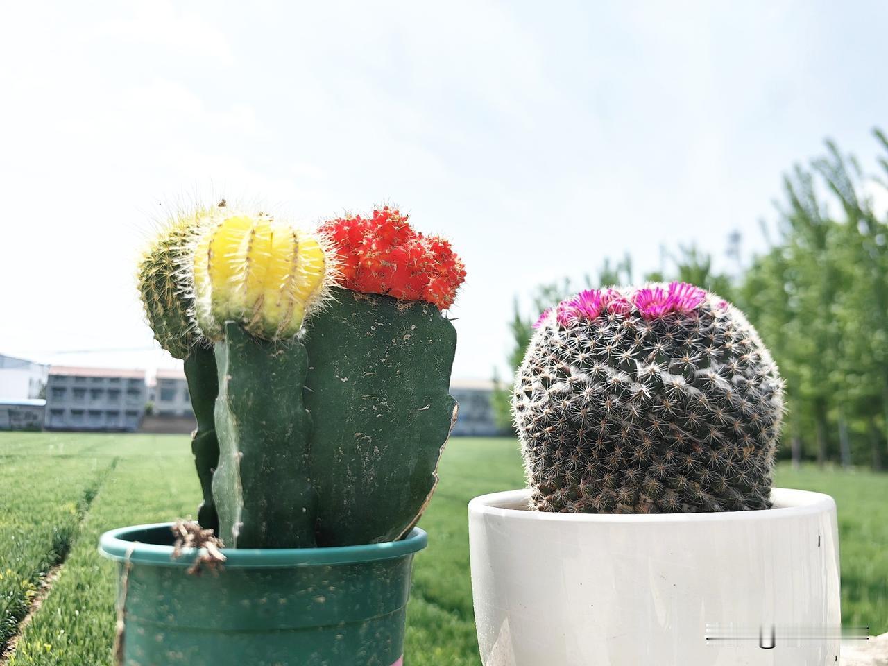 我是得了白血病以后才开始养仙人掌的。
是因为我一个朋友说：你这几年一直身体不好 