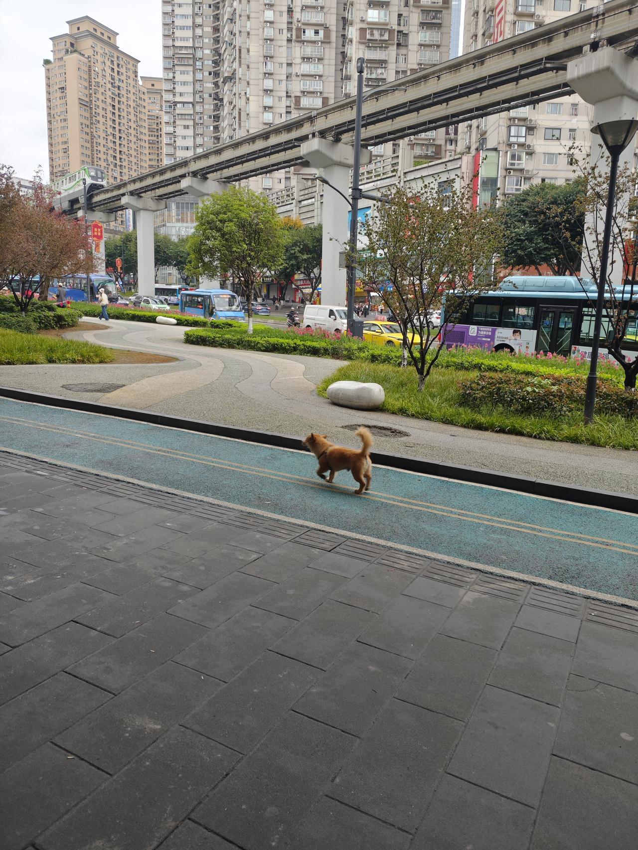 早几年颁发的《动物防疫法》，也有出门遛狗必须牵绳的规定，但没有人理踩，养狗人依然