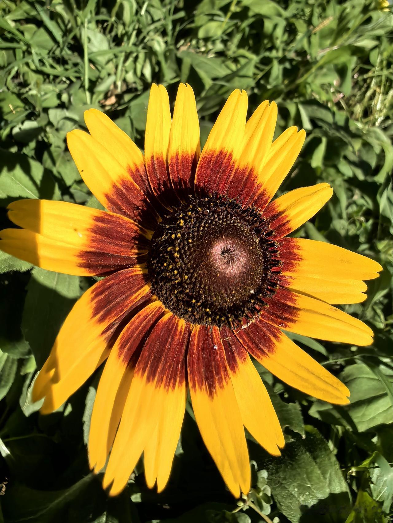 夏日生活打卡季看到花园里黑心菊很特别，花瓣晕染红黄撞色，花盘带着别致暗调，在阳光