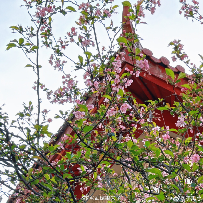 丁禹兮空降超话晒了海棠花，这表白来得突如其然