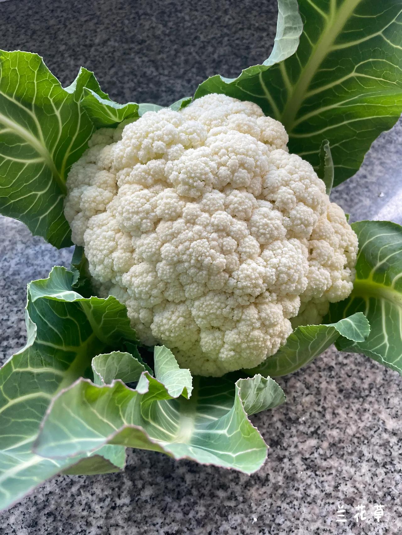 没有什么能比吃到自己种植的新鲜蔬菜更喜悦的了。
早饭后，习惯到屋边的田地里走走，