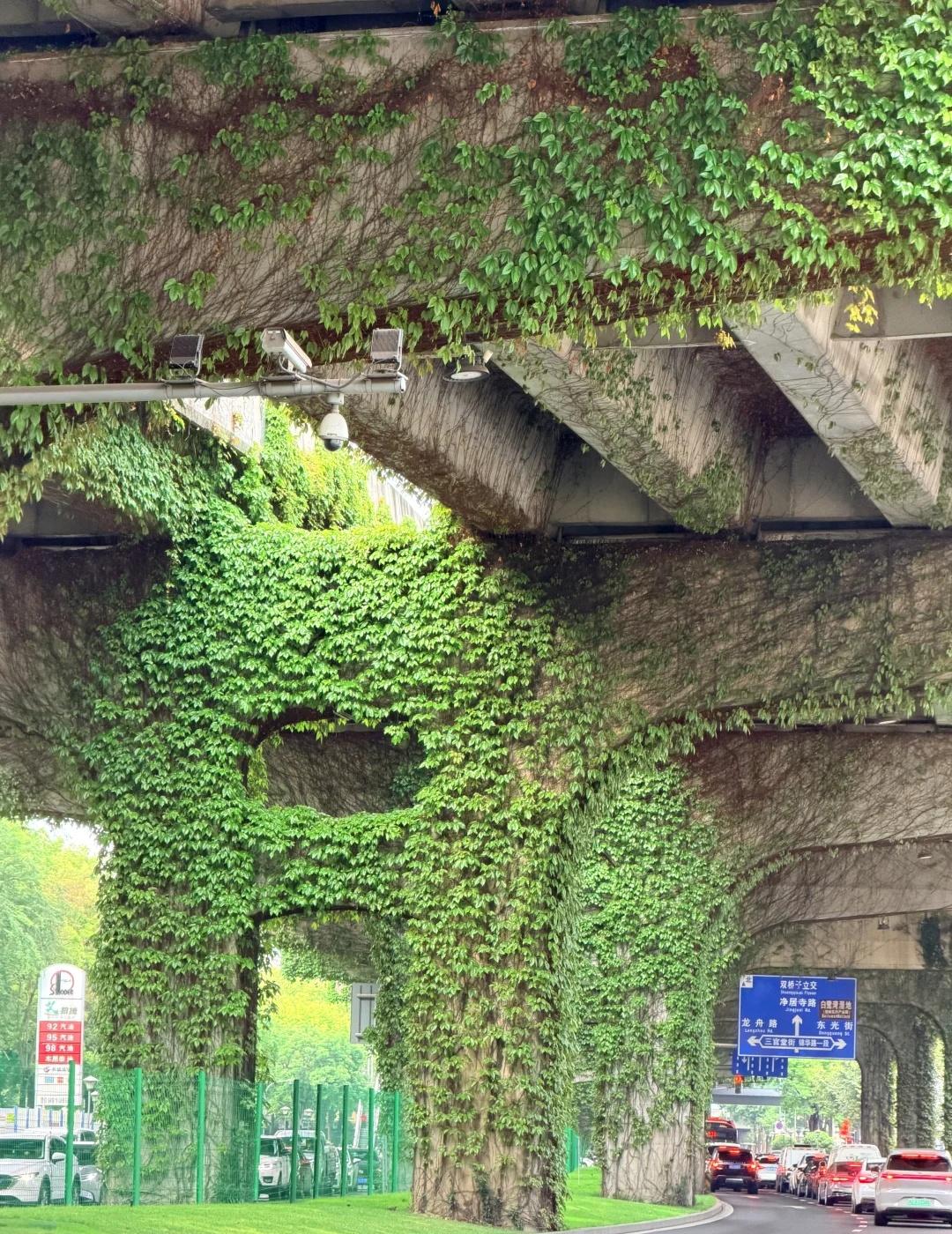 成都市政：也太会了吧！！！
像走进了现实版的绿野仙踪
路上的春天 绿色治愈系风景